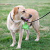 Compostable Dog Waste Bags