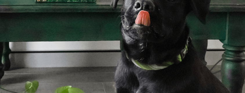 Sustainable Dog Waste Bags